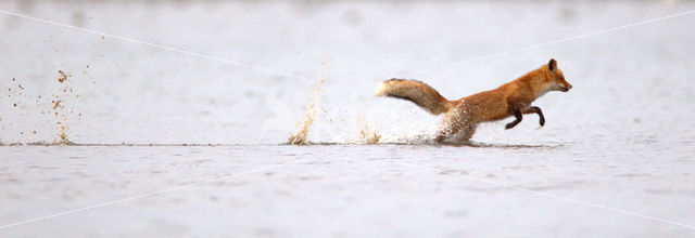 Fox (Vulpes vulpes)