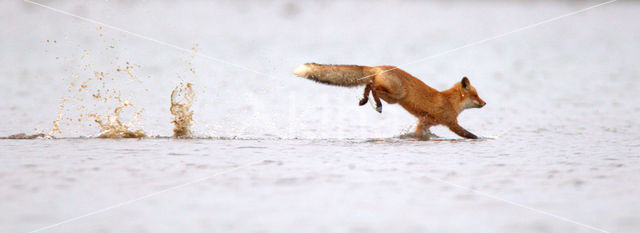 Vos (Vulpes vulpes)