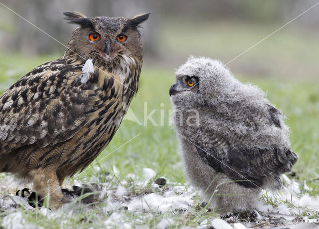 Eurasian Eagle-Owl (Bubo bubo)