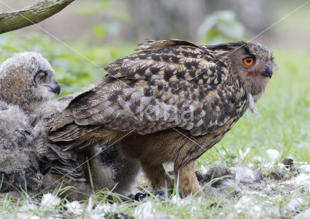 Eurasian Eagle-Owl (Bubo bubo)