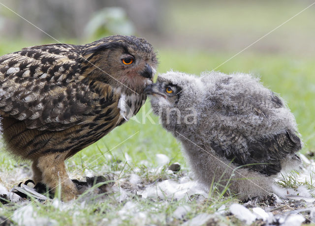 Eurasian Eagle-Owl (Bubo bubo)