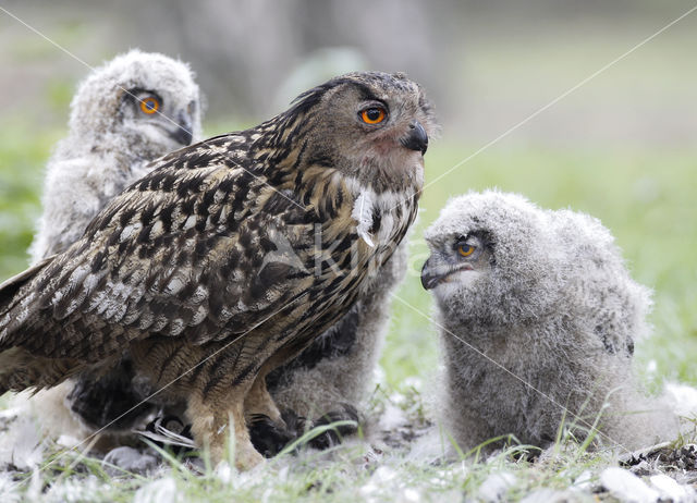 Eurasian Eagle-Owl (Bubo bubo)