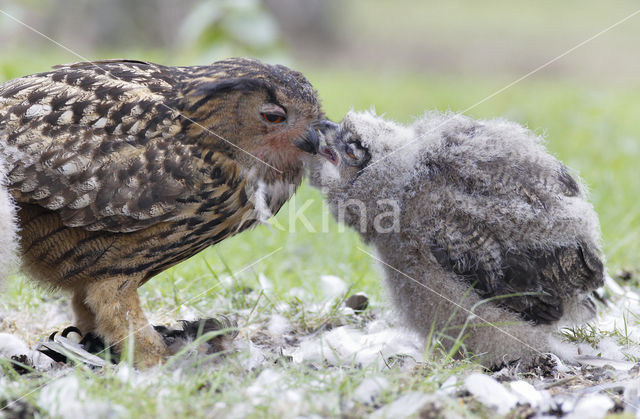 Oehoe (Bubo bubo)