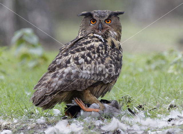 Eurasian Eagle-Owl (Bubo bubo)