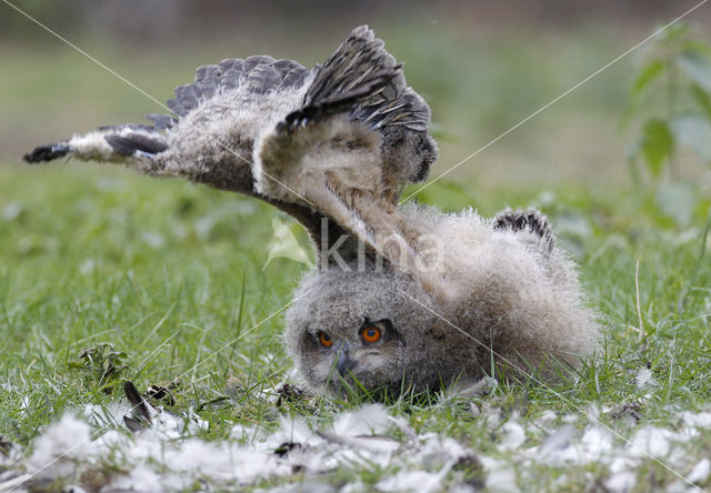 Eurasian Eagle-Owl (Bubo bubo)