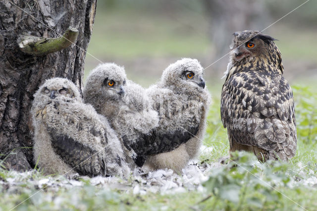 Eurasian Eagle-Owl (Bubo bubo)