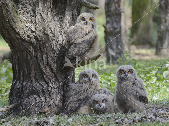 Eurasian Eagle-Owl (Bubo bubo)