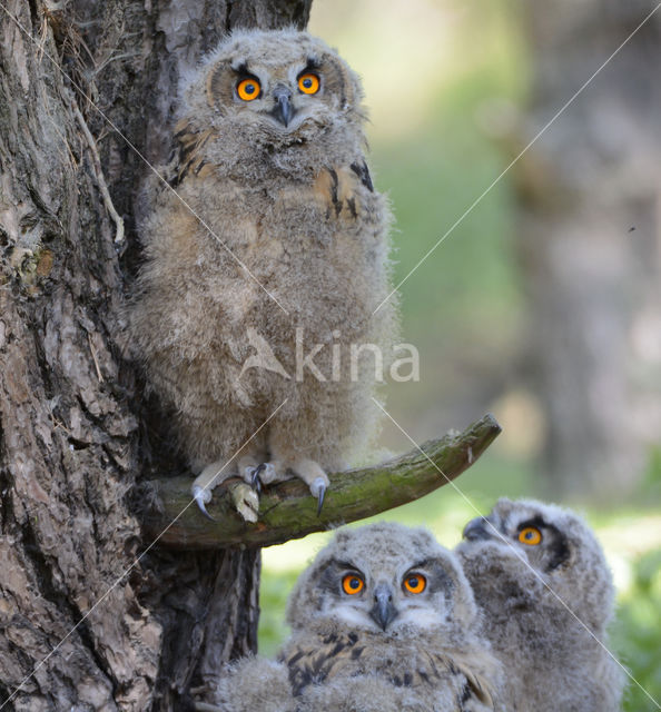 Eurasian Eagle-Owl (Bubo bubo)