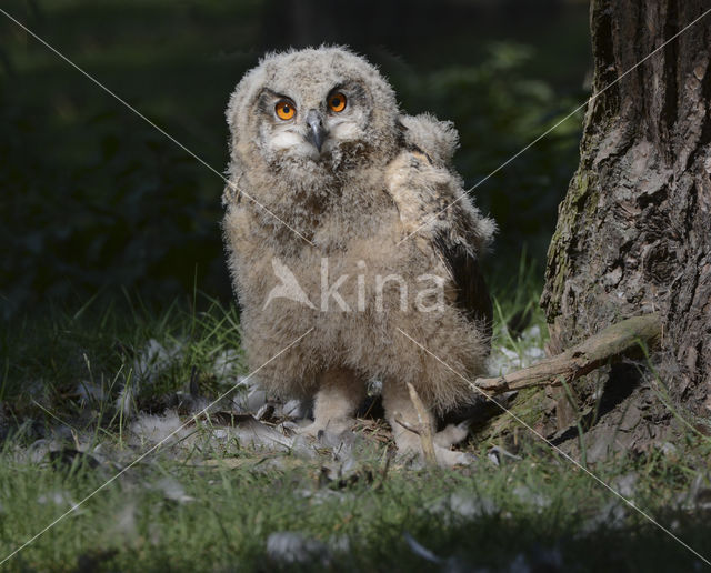 Eurasian Eagle-Owl (Bubo bubo)