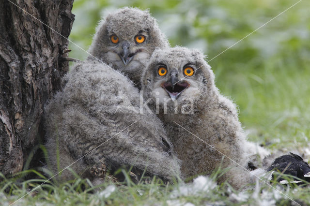 Eurasian Eagle-Owl (Bubo bubo)