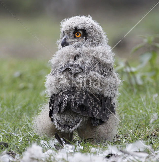 Eurasian Eagle-Owl (Bubo bubo)