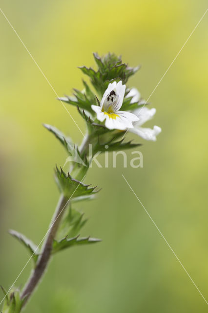 Stijve ogentroost (Euphrasia stricta)