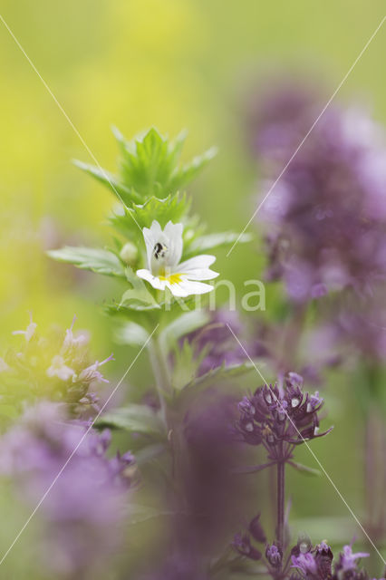 Stijve ogentroost (Euphrasia stricta)