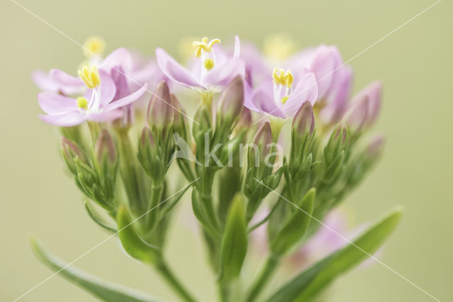 Seaside Centaury (Centaurium littorale)