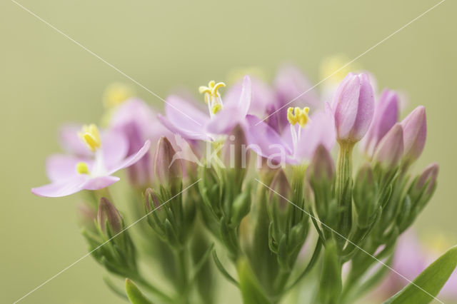 Seaside Centaury (Centaurium littorale)