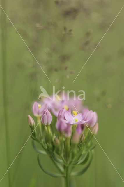 Seaside Centaury (Centaurium littorale)