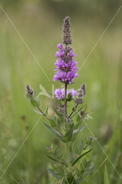 Purple Loosestrife (Lythrum salicaria)