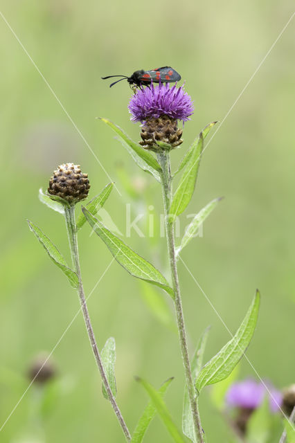 Spaanse ruiter (Cirsium dissectum)