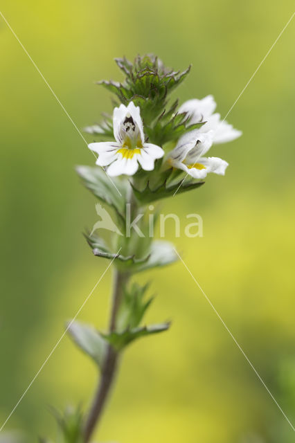 Stijve ogentroost (Euphrasia stricta)