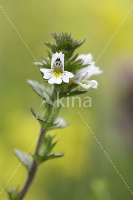 Stijve ogentroost (Euphrasia stricta)