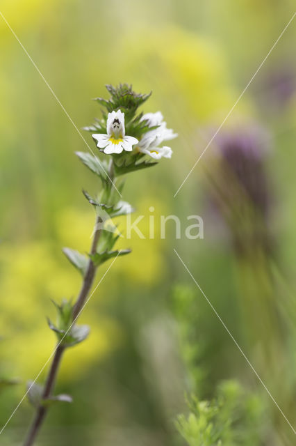 Stijve ogentroost (Euphrasia stricta)