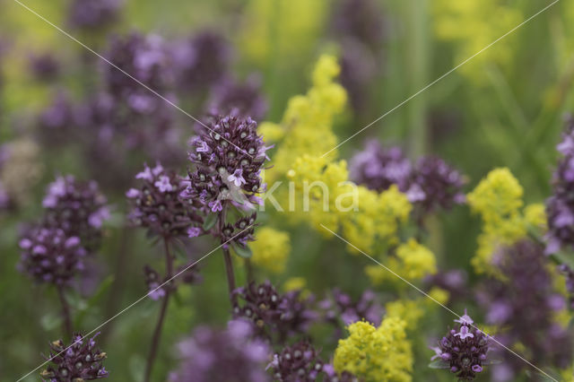 Grote tijm (Thymus pulegioides)