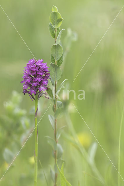 Hondskruid (Anacamptis pyramidalis)