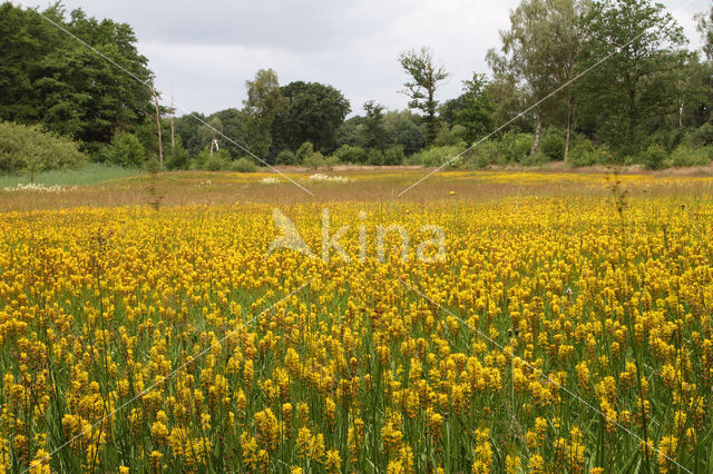 Bog Asphodel (Narthecium ossifragum)