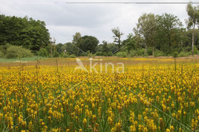 Bog Asphodel (Narthecium ossifragum)