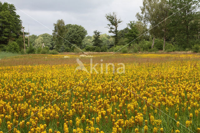 Bog Asphodel (Narthecium ossifragum)