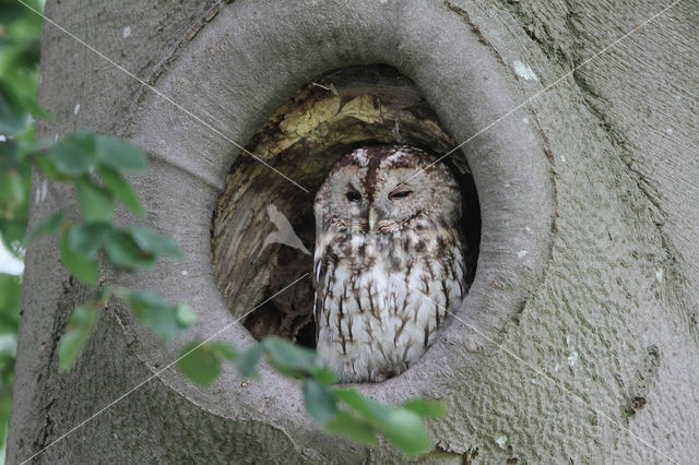 Tawny Owl (Strix aluco)