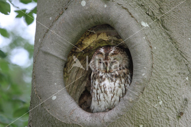 Tawny Owl (Strix aluco)