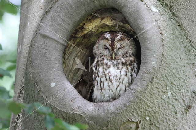 Bosuil (Strix aluco)