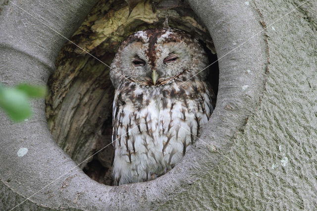 Tawny Owl (Strix aluco)