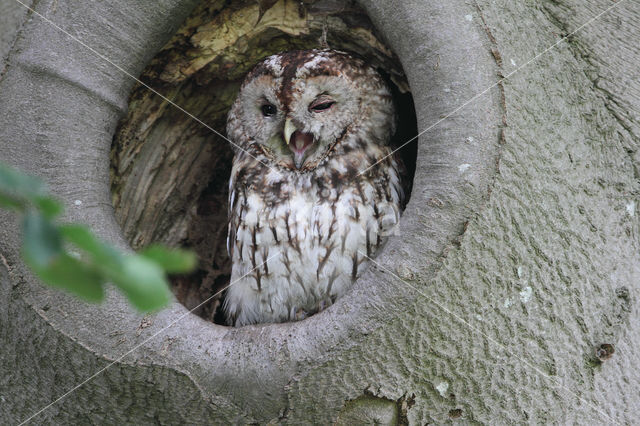 Tawny Owl (Strix aluco)