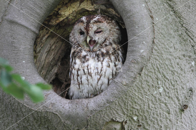 Tawny Owl (Strix aluco)