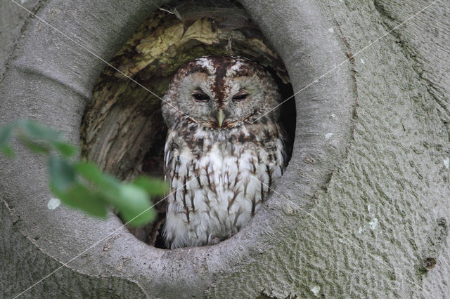 Tawny Owl (Strix aluco)