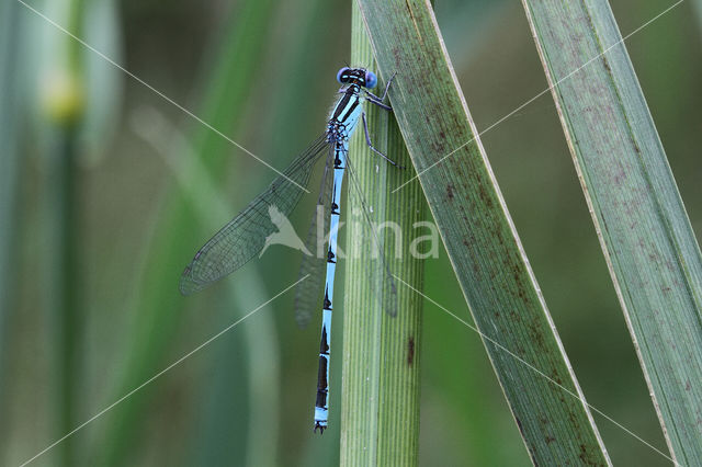 Kanaaljuffer (Erythromma lindenii)