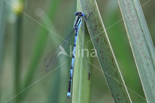 Damselfly (Erythromma lindenii)