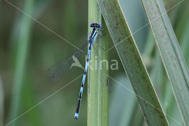 Kanaaljuffer (Erythromma lindenii)