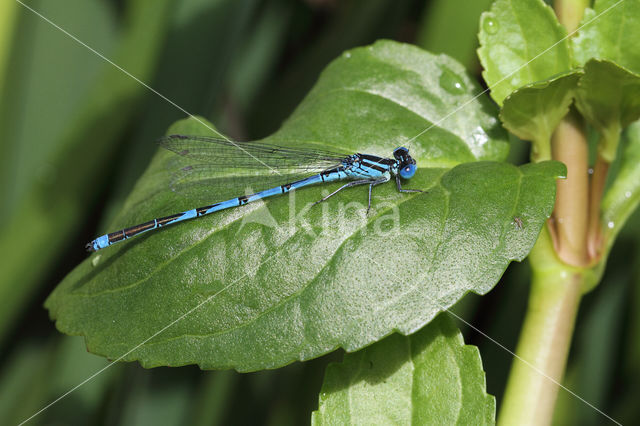 Damselfly (Erythromma lindenii)