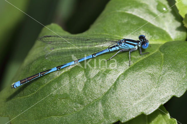 Kanaaljuffer (Erythromma lindenii)