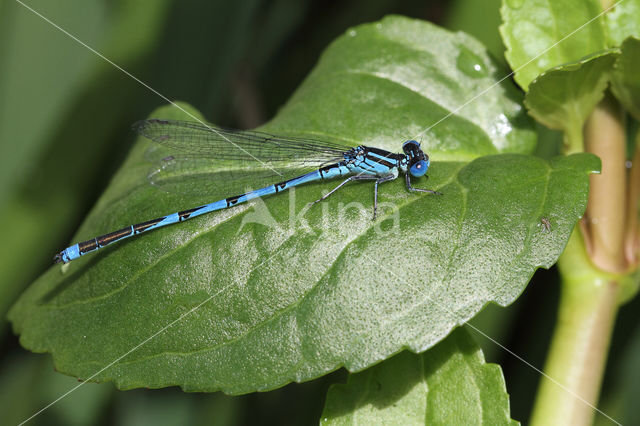Damselfly (Erythromma lindenii)