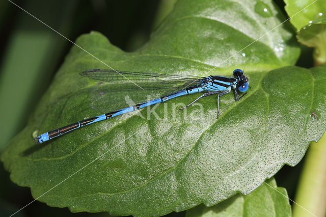 Damselfly (Erythromma lindenii)