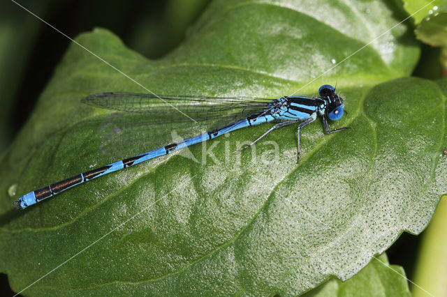 Damselfly (Erythromma lindenii)