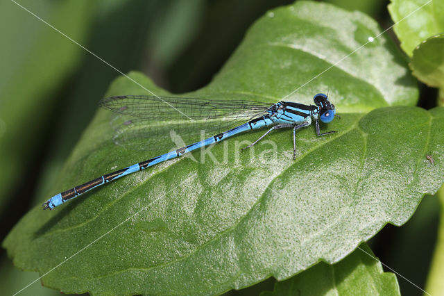 Damselfly (Erythromma lindenii)