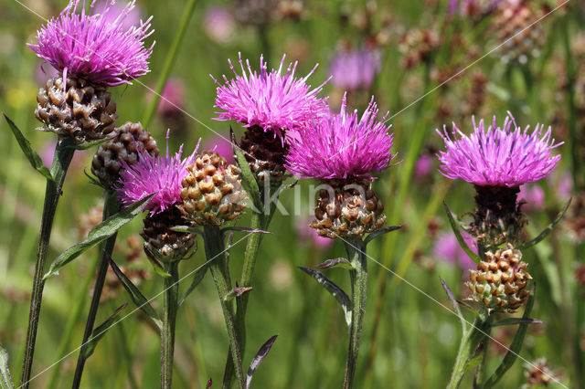 Knoopkruid (Centaurea jacea)