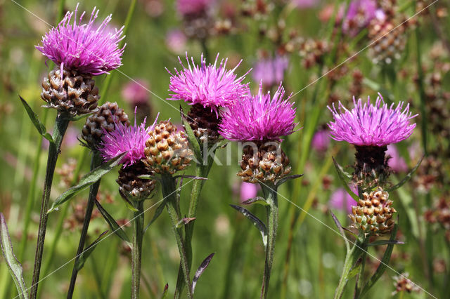 Knoopkruid (Centaurea jacea)