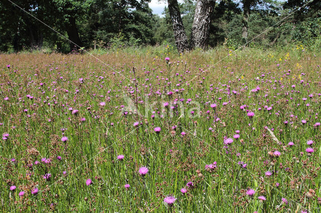 Knoopkruid (Centaurea jacea)