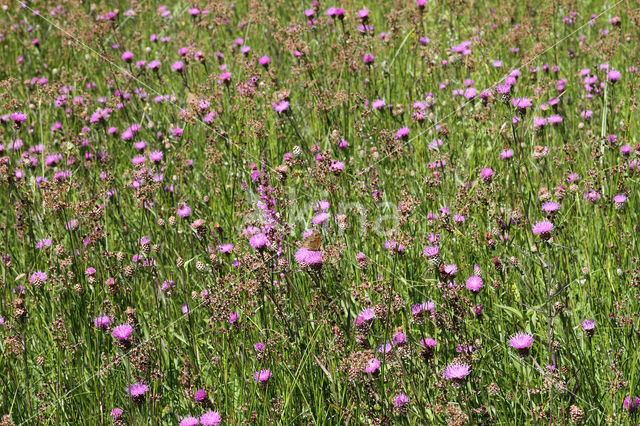 Knoopkruid (Centaurea jacea)